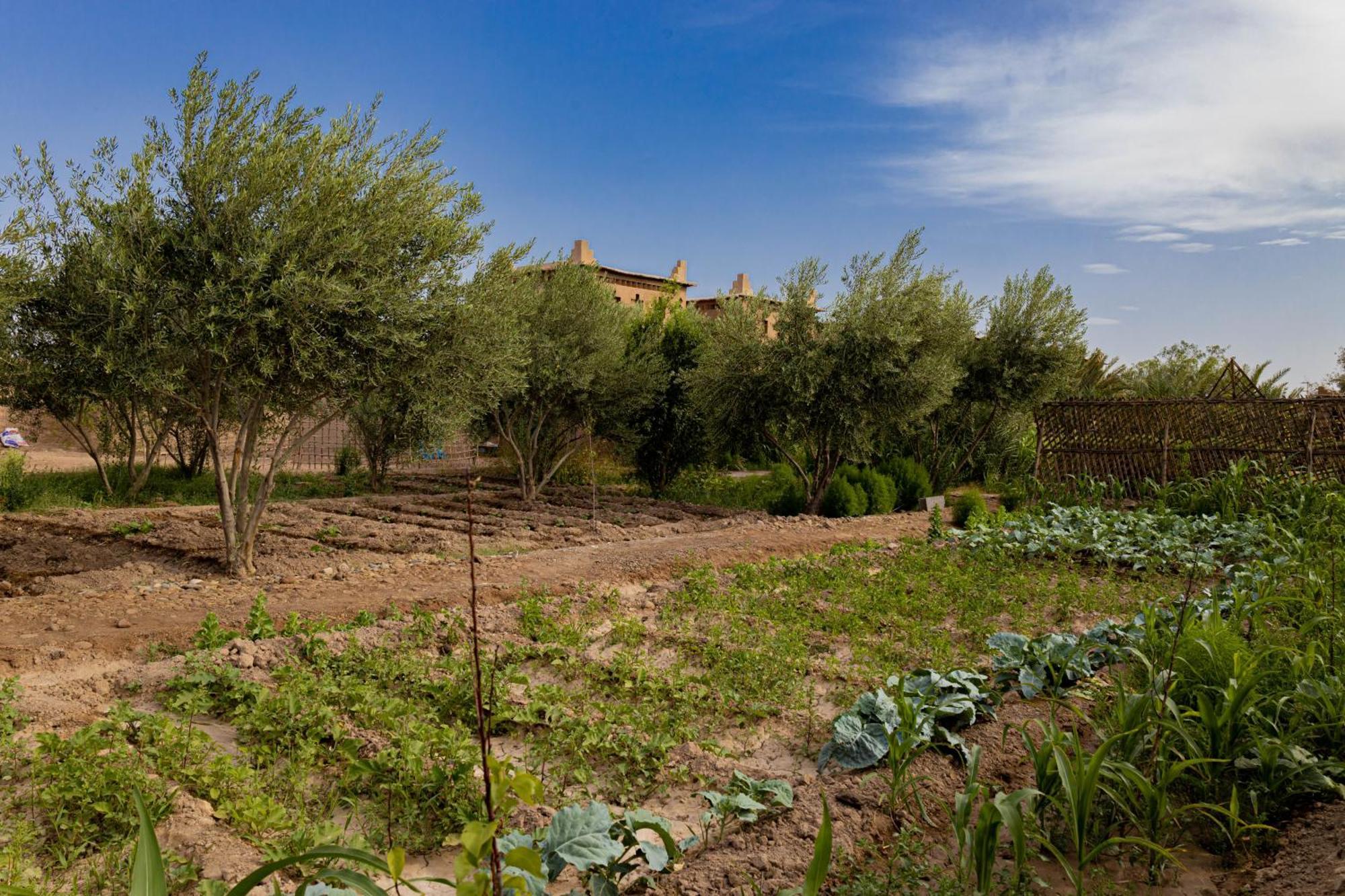 Maison D'hôte Amridil Skoura Extérieur photo